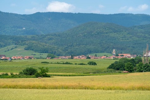 Scenery in the Alsace region of france including some vineyards and a small village at summer time