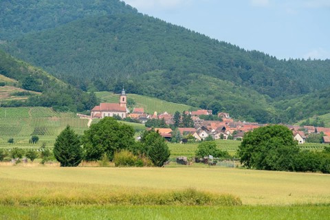 Scenery in the Alsace region of france including some vineyards and a small village at summer time