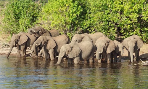 Riparian scenery showing a herd of elephants in Botswana