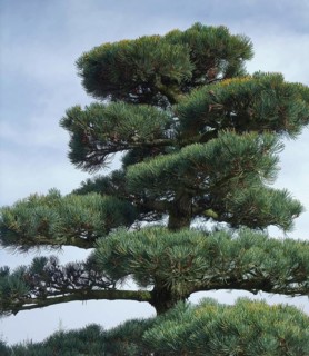 Outdoor detail of a big conifer Bonsai plant