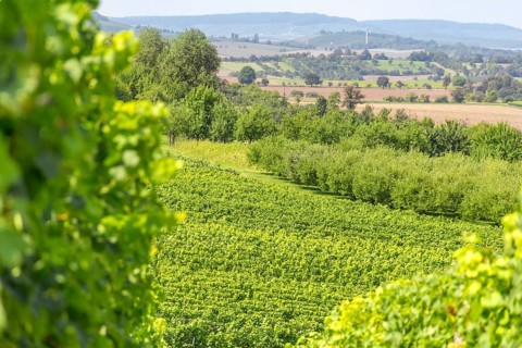Sunny winegrowing scenery in Hohenlohe, a area in Southern Germany at late summer time