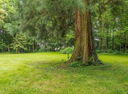 Idyllic park scenery with trees and grass at summer time