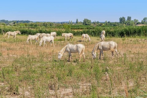 Some Camargue horses seen in in the Camargue, a area in Southern France