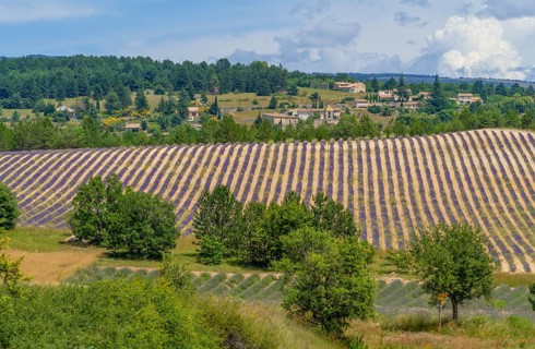 Lavender field near Mont Ventoux, a mountain in the Provence region of southern France