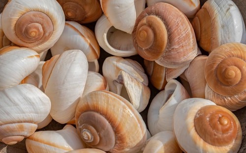 Full frame shot showing lots of brown-white snail shells