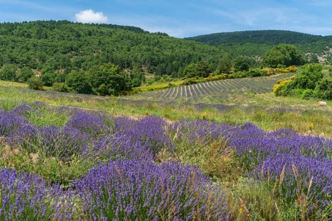 Lavender fields near Mont Ventoux, a mountain in the Provence region of southern France