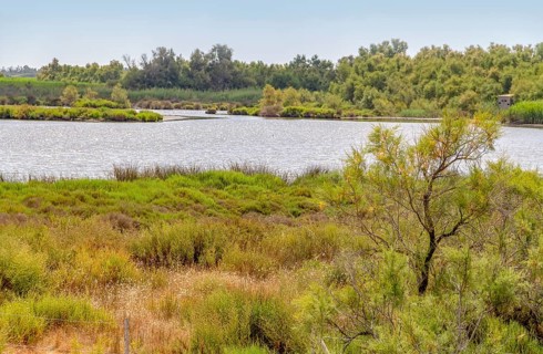 Riparian scenery around the Regional Nature Park of the Camargue in Southern France