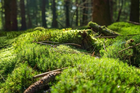 Sunny illuminated low angle forest scenery with moss and ground cover vegetation