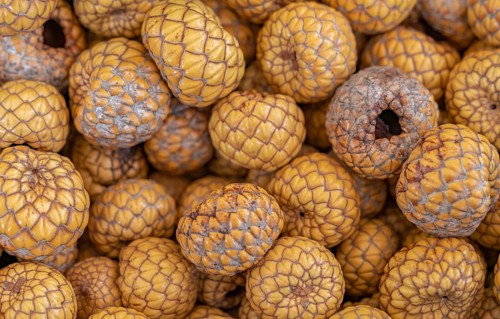 Full frame shot showing lots of dried natangura palm fruits