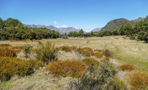 Scenery around the Mount Crichton Loop Track in Otago in New Zealand