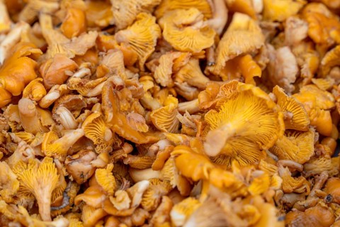 Full frame closeup shot showing lots of golden chanterelle mushrooms