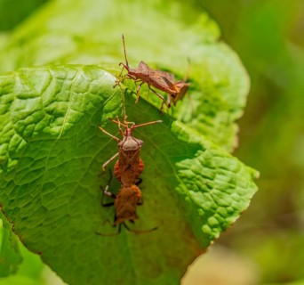 Some mating dock bugs on a green leaf in sunny ambiance
