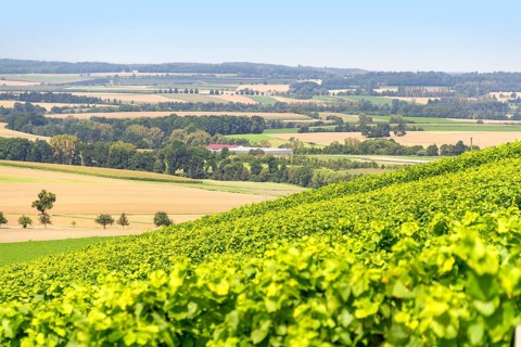 Sunny winegrowing scenery in Hohenlohe, a area in Southern Germany at late summer time