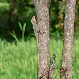 A dragon lizard climbing on a tree trunk seen in Sri Lanka
