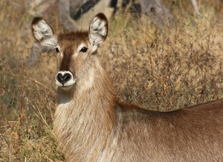 Waterbuck portrait in savanna ambiance in South Africa