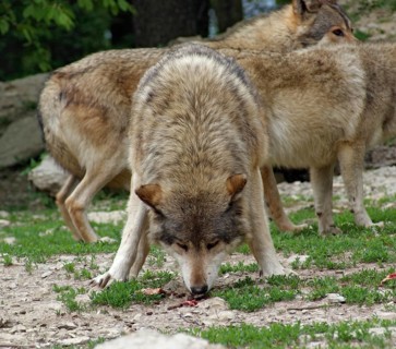 Gray Wolves at feed in natural back