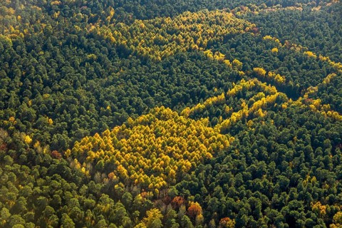 Aerial view, forest area, planned wind turbines, Bergbossendorf, Haltern am See, Ruhr area, North