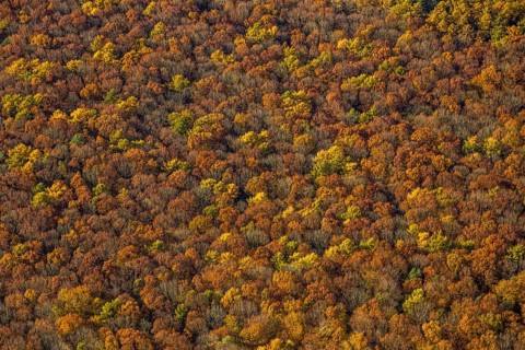 Aerial view, forest area, planned wind turbines, Bergbossendorf, Haltern am See, Ruhr area, North