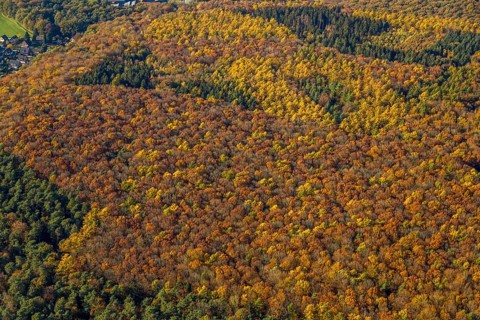 Aerial view, forest area, planned wind turbines, Bergbossendorf, Haltern am See, Ruhr area, North