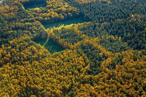 Aerial view, forest area, planned wind turbines, Bergbossendorf, Haltern am See, Ruhr area, North