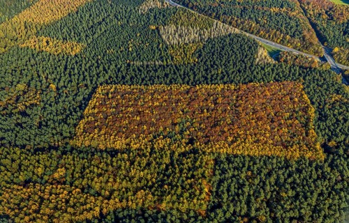 Aerial photo, forest area, planned wind turbines, A43 motorway, Bergbossendorf, Haltern am See,