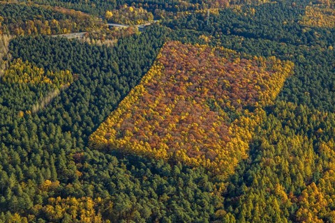 Aerial photo, forest area, planned wind turbines, A43 motorway, Bergbossendorf, Haltern am See,