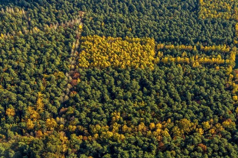 Aerial view, forest area, planned wind turbines, Bergbossendorf, Haltern am See, Ruhr area, North