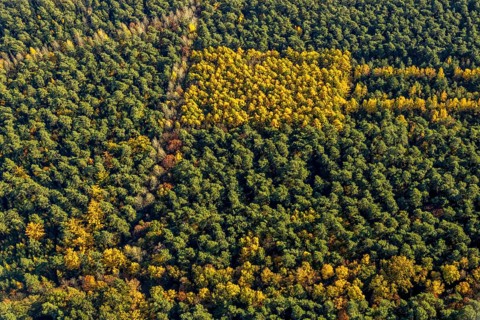 Aerial view, forest area, planned wind turbines, Bergbossendorf, Haltern am See, Ruhr area, North