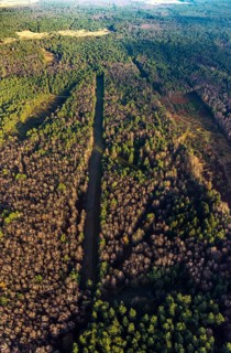 Aerial view of the forest area at Hasenberg with tree clearing in the district Lochtrup in Haltern