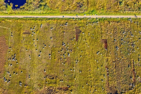 Aerial photograph, Großes Torfmoor, Gehlenbeck, sheep, flock of sheep, Hille, Lübbecke,