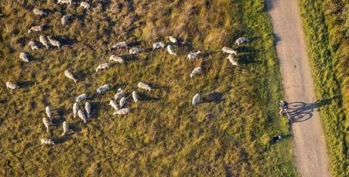 Aerial photograph, Großes Torfmoor, Gehlenbeck, sheep, flock of sheep, Hille, Lübbecke,