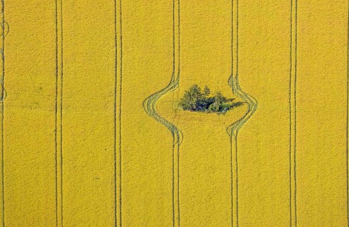 Aerial view, forest patch in a field, tractor tracks, graphic lines, grain field with trees, Hamm,