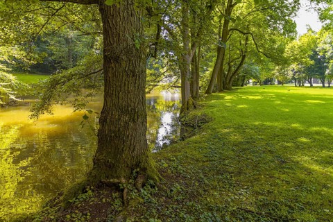 Peaceful sunny park scenery with idyllic small lake at summer time