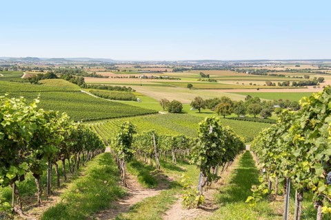 Sunny winegrowing scenery in Hohenlohe, a area in Southern Germany at late summer time