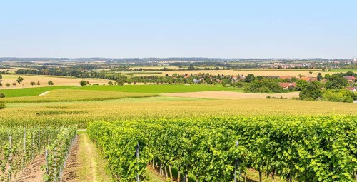 Sunny winegrowing scenery in Hohenlohe, a area in Southern Germany at late summer time