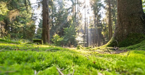 Sunny illuminated low angle forest scenery with moss and ground cover vegetation