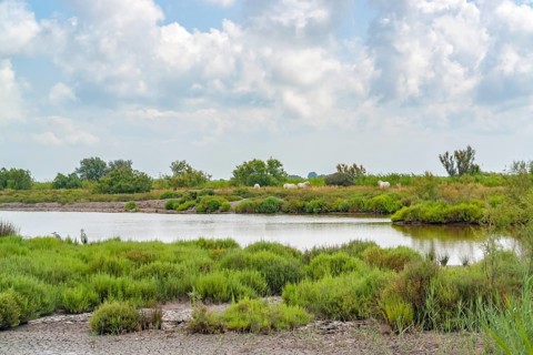 Scenery around the Regional Nature Park of the Camargue in Southern France