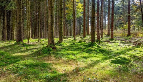 Idyllic forest scenery at summer time seen in southern Germany