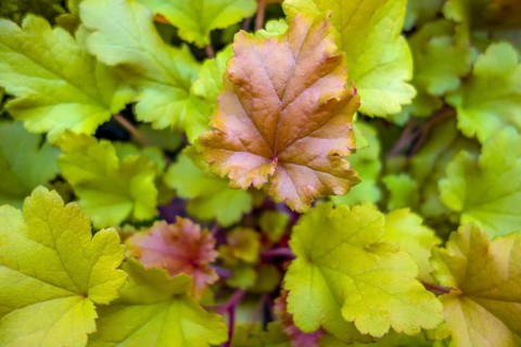 Closeup shot showing some fresh green leaves seen from above