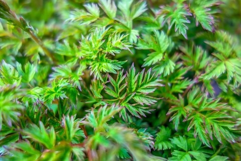A natural full frame green leaves background