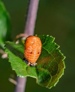 Low angle closeup shot showing the pupa of a ladybug on a green leaf