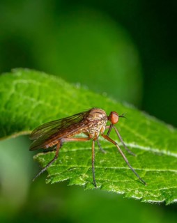 Low angle sideways macro shot of a Empis livida daggerfly resting on a green leaf