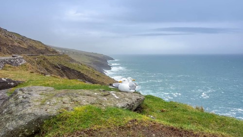Coastal scenery including two seagulls near Dingle, a town in County Kerry, Ireland