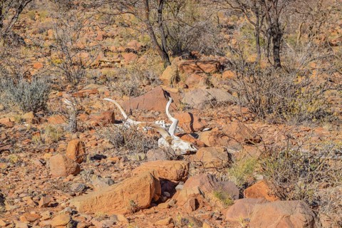 Skull of a antelope in arid ambiance seen in Namibia