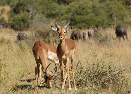 Some antelopes seen in Botswana