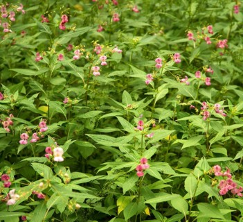 Flower named Policemans helmet in green leavy ambiance