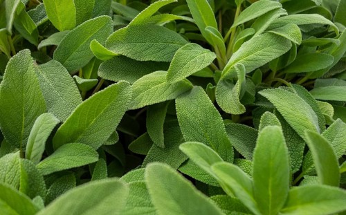 Full frame green salvia leaves background