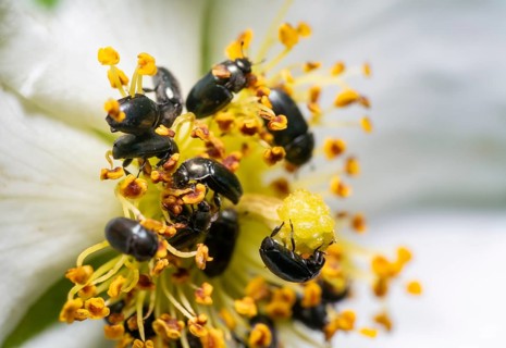 Macro shot showing lots of common pollen beetles in a flower head