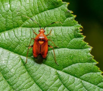 Macro shot showing the dorsal view of a Deraeocoris olivaceus mirid bug on a green leaf