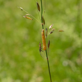 Meadow plant bug resting on a yellow caterpillar on a grass stipe in green ambiance
